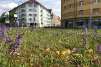 Blumenwiese in Basel